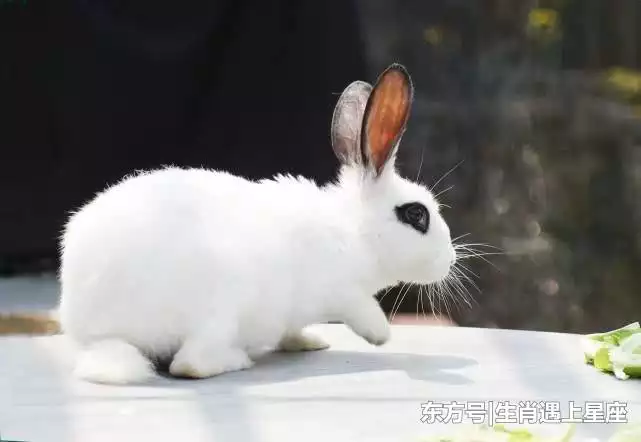 属兔有多少岁的，属兔的伟人有哪些