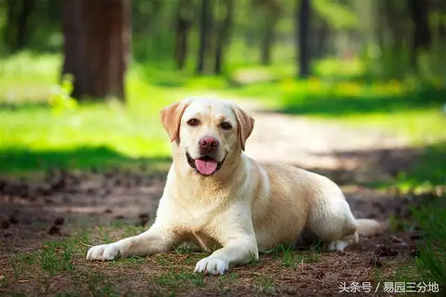 属狗的哪个月份出生的人最苦，属狗男几月出生命苦