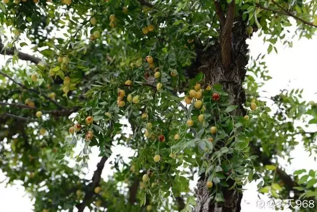 6年属龙一生三大劫难，属龙的比属猴的大几岁"