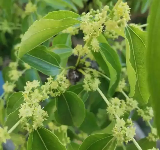 6年属龙一生三大劫难，属龙的比属猴的大几岁"