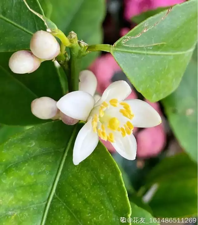 6年属龙一生三大劫难，属龙的比属猴的大几岁"