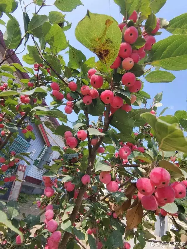 6年属龙一生三大劫难，属龙的比属猴的大几岁"