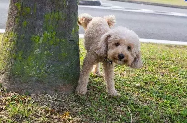 狗狗之间是怎么交流的，怎么跟狗狗沟通说话