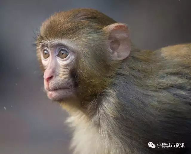 属虎的与属猴的相克吗，虎猴相冲的严重后果