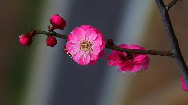 女人桃花运旺好不好，桃花很旺的女人