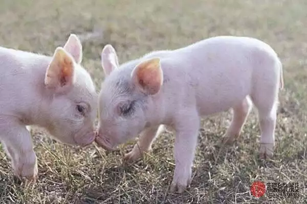 属鼠和属猪的婚姻相配吗，生肖猴一辈子贵人是谁