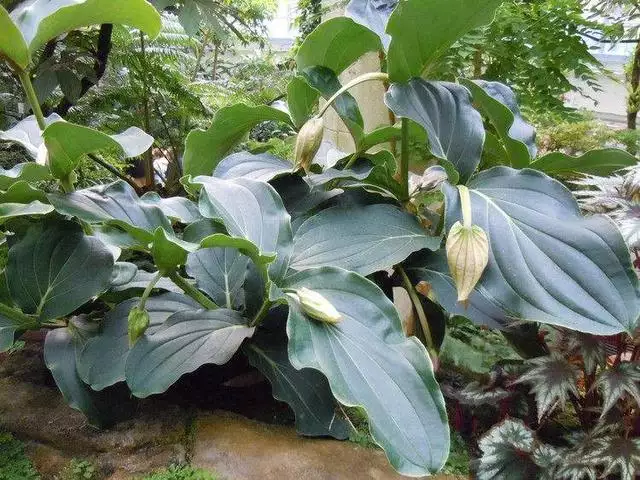 桃花旺旺是什么意思，植发是什么意思