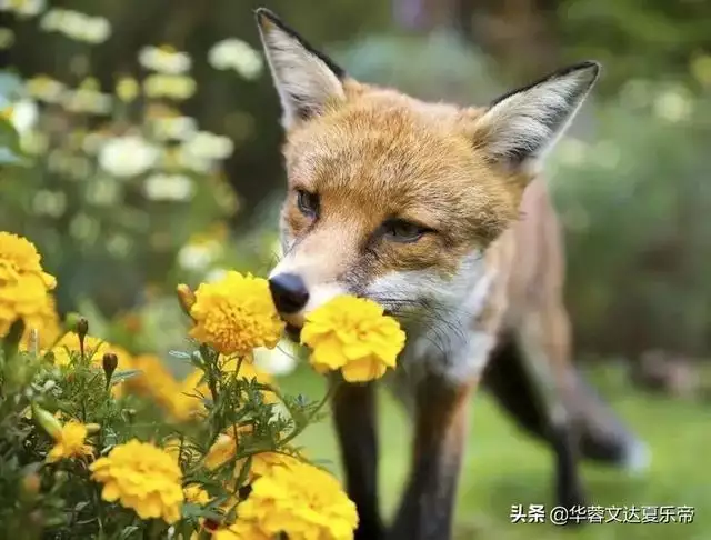 属蛇的最忌讳哪个月出生，生肖蛇最倒霉的年龄