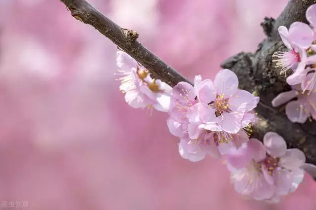 属牛的桃花劫是属什么的，2022 年属牛的桃花劫是谁