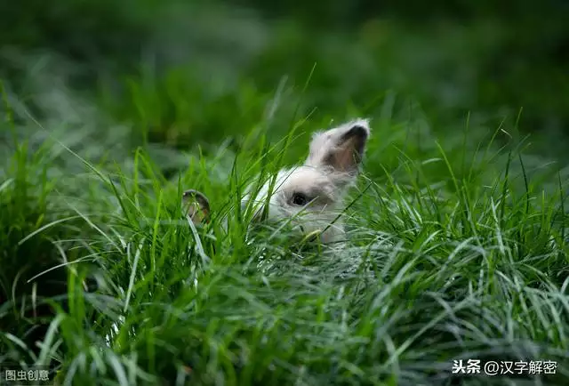 属兔的是什么生肖，十二生肖年什么兔