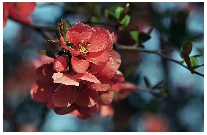 正缘桃花6朵代表什么，4朵正缘桃花多说明什么