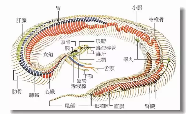 生肖蛇和什么生肖最配，属蛇的属相婚配表