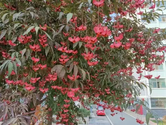 属兔人最富贵的出生时辰，生肖虎的三合贵人