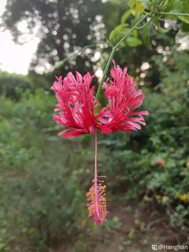 属兔人最富贵的出生时辰，生肖虎的三合贵人