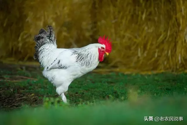 属羊最忌讳的属相，羊不宜和什么属相结婚