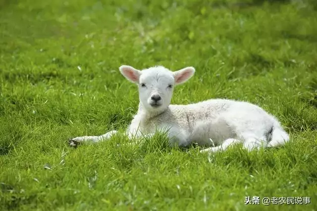 属羊最忌讳的属相，羊不宜和什么属相结婚