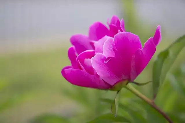 已婚女人走桃花运，一生桃花运缠身的属相