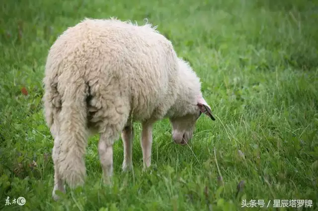 羊旺兔还是兔旺羊，男兔和女羊更佳孩子