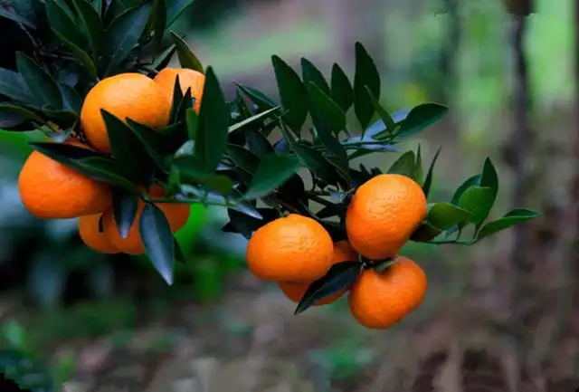 属虎的桃花位在什么方位，属虎桃花劫是属什么