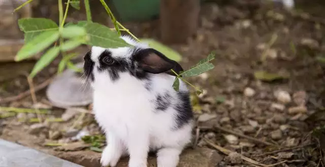 六月的兔子命运如何，六月的兔子什么命