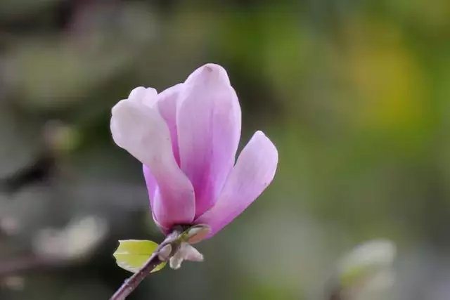 女生招正桃花运的  ，教你几个法术害小人