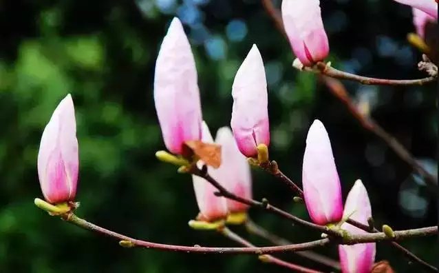 女生招正桃花运的  ，教你几个法术害小人