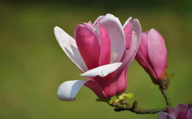 女生招正桃花运的  ，教你几个法术害小人