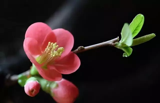 女生招正桃花运的  ，教你几个法术害小人