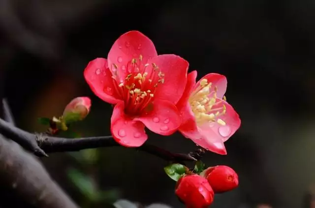 女生招正桃花运的  ，女人增加桃花运的 