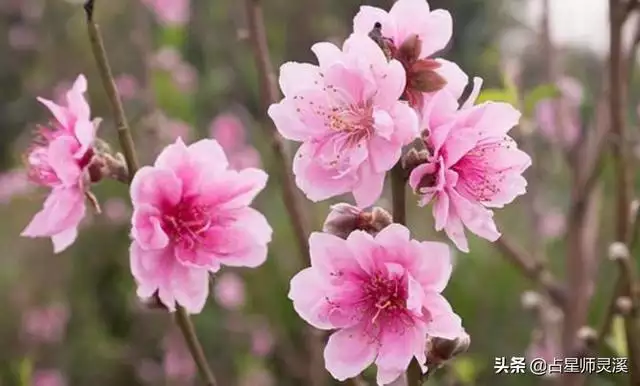 有正缘桃花一定会结婚吗，正缘桃花2朵