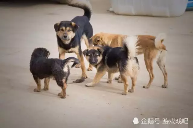 鼠和狗适合生什么宝宝，女狗男鼠夫妻生什么宝宝