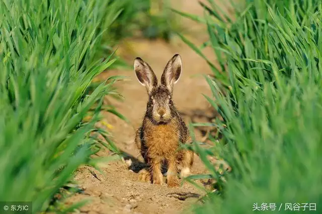 属兔人未来五年运势，属兔宜带什么