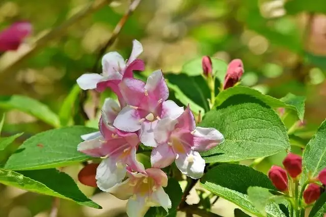 022年属兔烂桃花几月结束，鼠年出生的人的命运什么月更好"