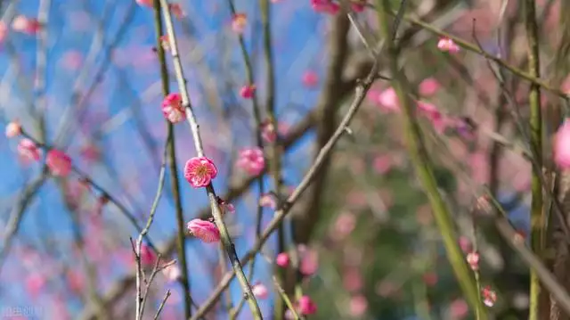 生肖狗女最怕出生几月，94年属狗的姻缘晚婚