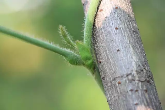 属兔人命里最苦的出生月份，兔命几月最苦