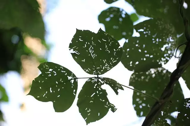 属兔人命里最苦的出生月份，兔命几月最苦