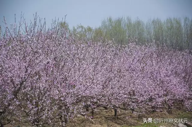 命带两朵桃花什么意思，正缘可能是二婚的吗