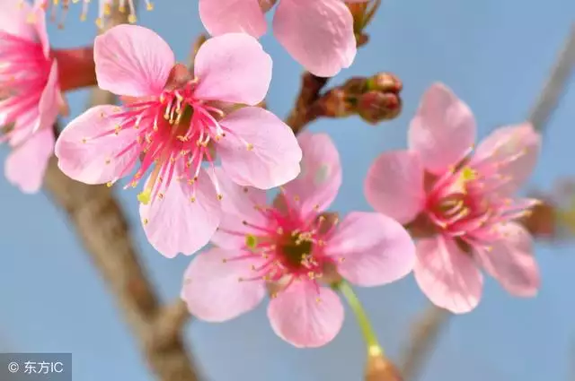 属兔的桃花劫是什么属相，属鸡的桃花劫是什么属相