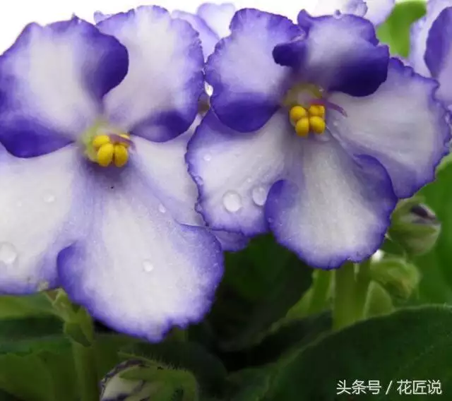 种什么花能带来桃花运，桃花运抖音版