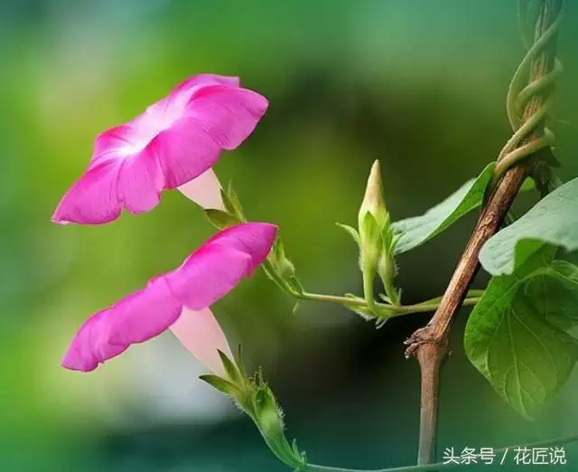 种什么花能带来桃花运，桃花运抖音版