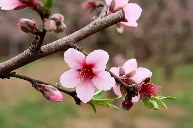 桃花运势是什么意思，女生走桃花运什么意思