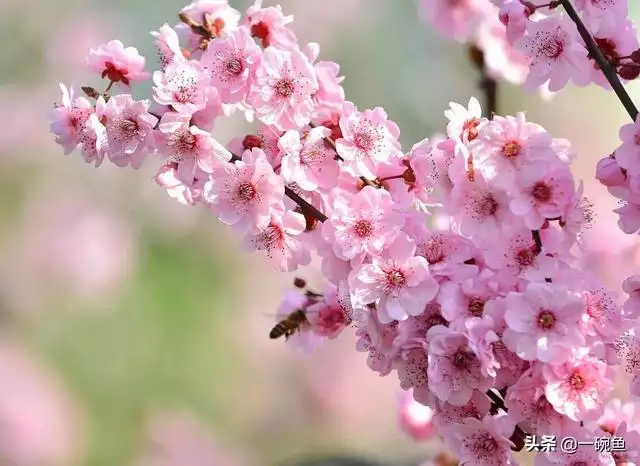 桃花3朵姻缘2颗是什么意思，桃花两朵姻缘一颗