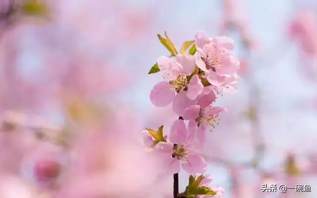 桃花3朵姻缘2颗是什么意思，桃花两朵姻缘一颗