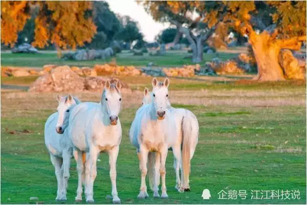 属马的和什么属相相冲相克，属马的不能和什么属相打麻将