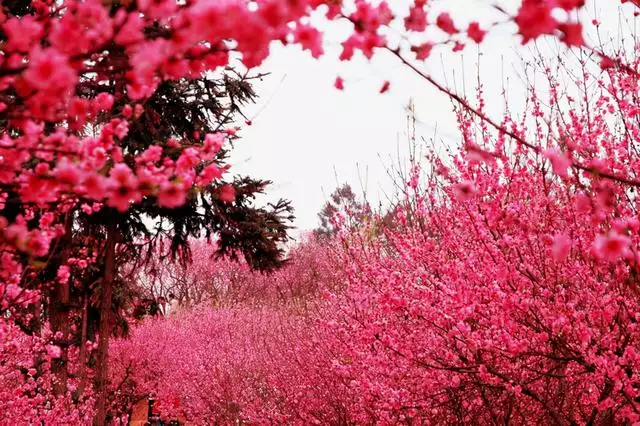 啥是桃花运走桃花运好吗，乔迁三年连走桃花运好吗