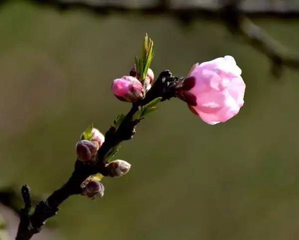 正缘桃花几朵更好，命带4朵正缘桃花多吗