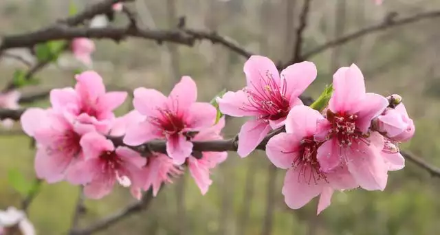 代表桃花运的花，代表长寿的花