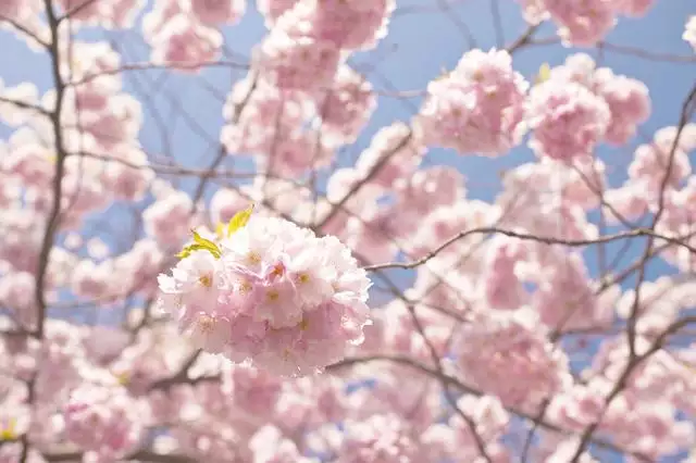 代表桃花运的花，代表长寿的花