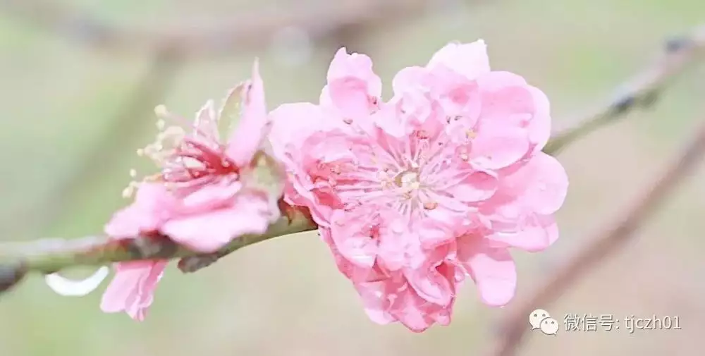 属兔带什么招桃花运，属兔穿什么衣服旺桃花