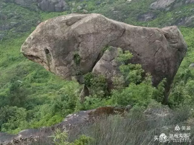 预言唯有玉兔上龙床，千佛万祖保护